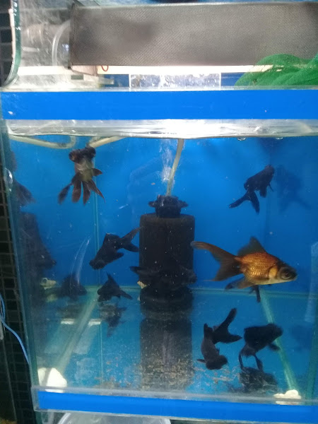 Foto 2 Tetra Aquárius & Pet