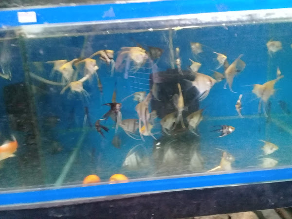 Foto 3 Tetra Aquárius & Pet