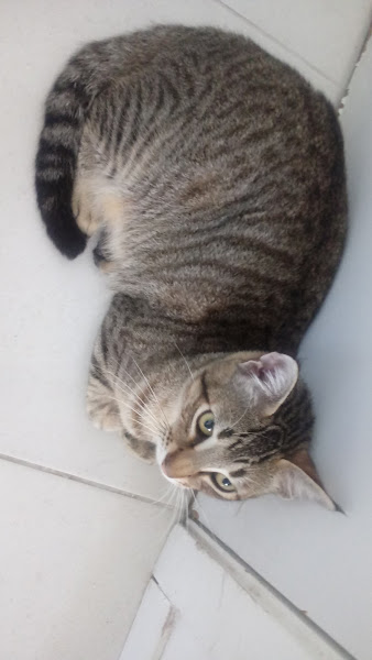 Foto 5 Tetra Aquárius & Pet