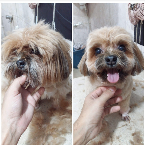 Foto 2 Cantinho do Pet