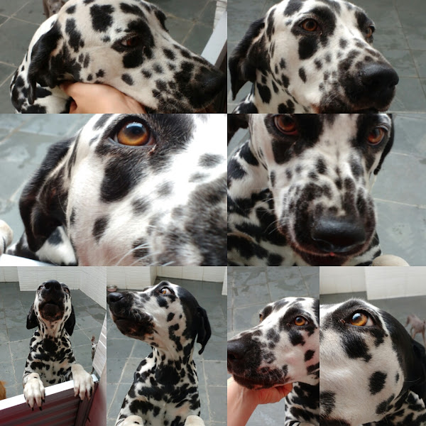 Foto 3 Dalmatas Pet Shop