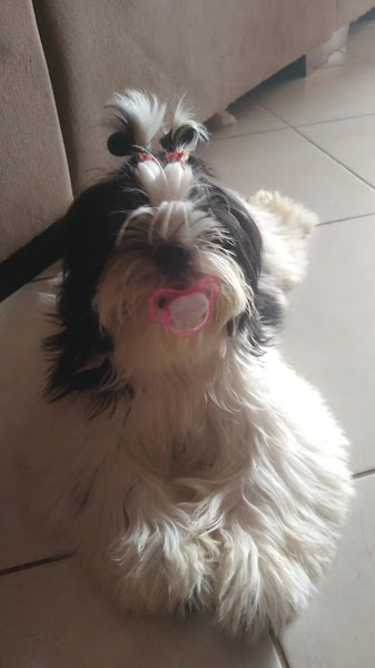 Foto 4 Dalmatas Pet Shop