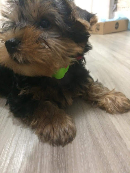 Foto 2 Willa's Pet Shop