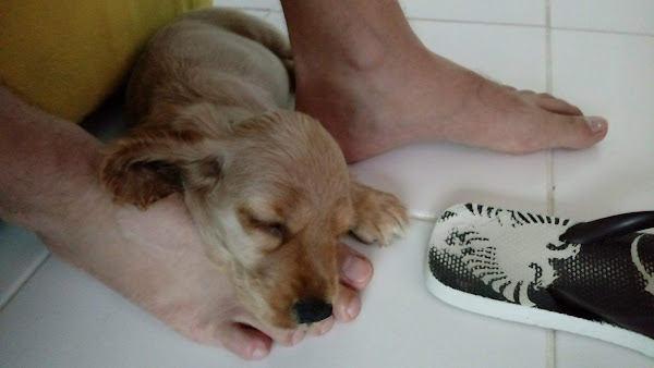 Foto 3 Willa's Pet Shop