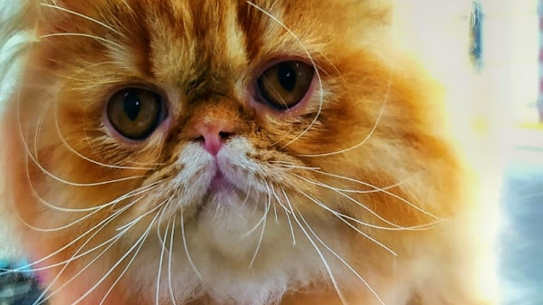 Foto 1 Pata Dourada - Pet shop