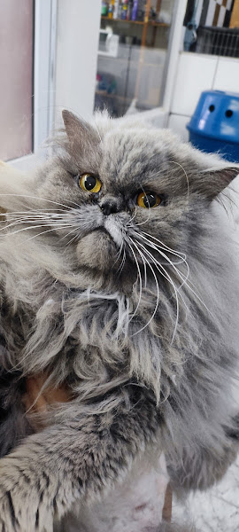 Foto 2 Pata Dourada - Pet shop