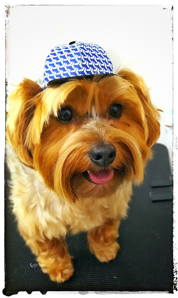 Foto 3 Pata Dourada - Pet shop