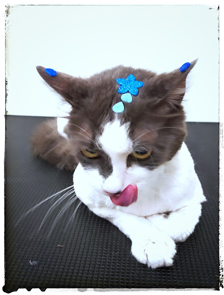 Foto 4 Pata Dourada - Pet shop