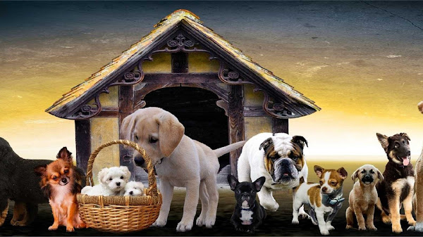 Foto 1 RM Rações e Disk Água