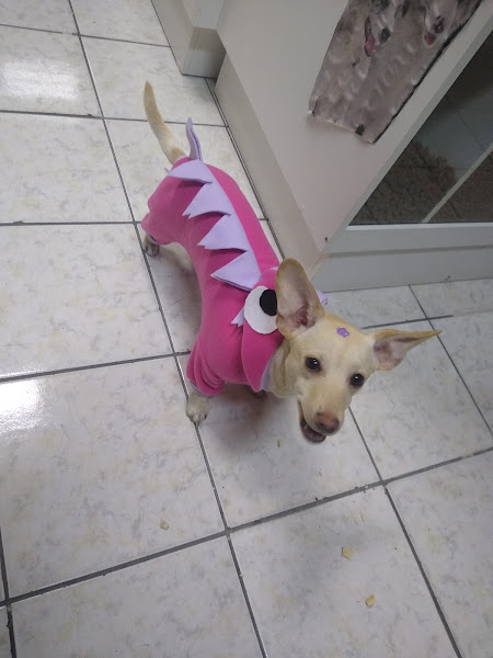 Foto 3 Doguinho Rações