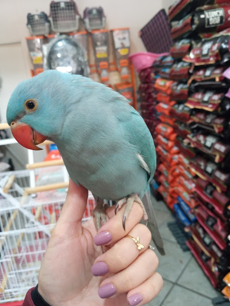 Foto 1 Casa de raçoes fofuxao