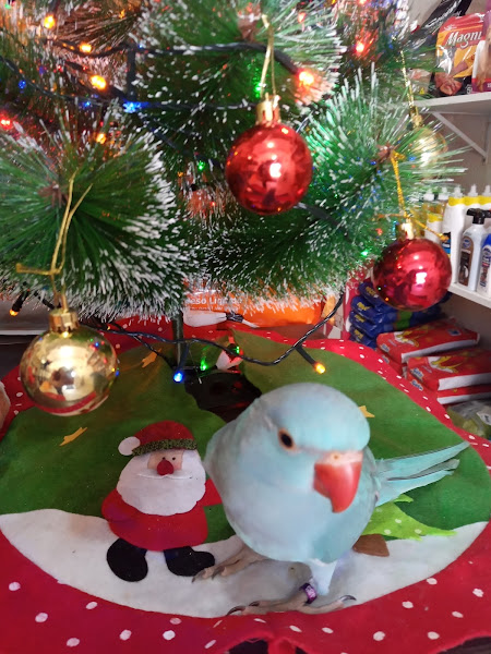 Foto 3 Casa de raçoes fofuxao