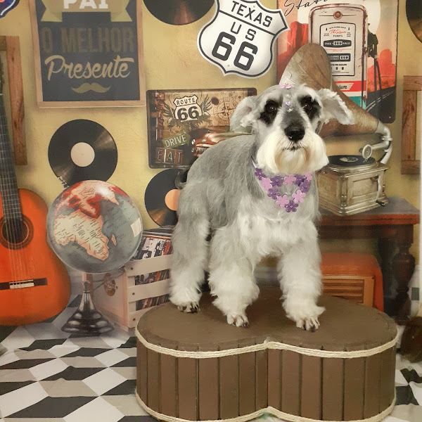 Pet Shop Ale.S Rações