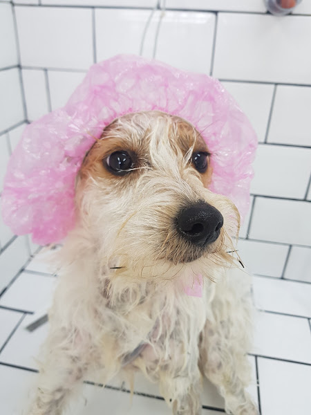 Foto 2 Esalpet Centro Civico