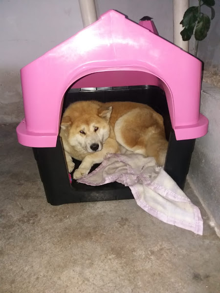 Foto 2 AVIÁRIO Pet Mania