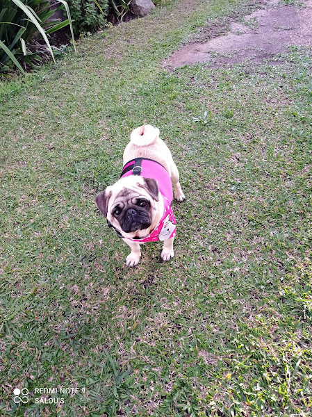 Pet Shop Novo Horizonte