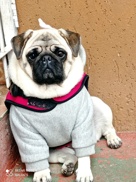 Foto 1 Pet Shop Novo Horizonte