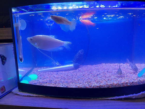 Avlis Pet Shop & Veterinária