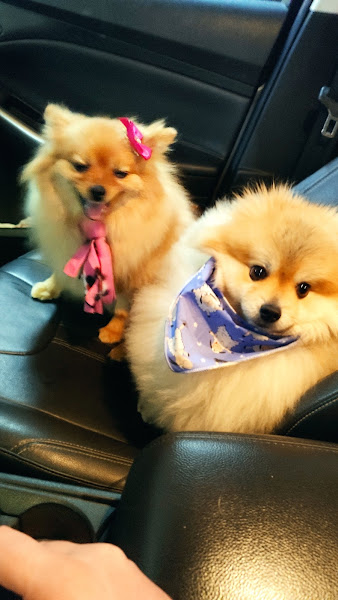 Foto 2 Pet Shop Curitiba