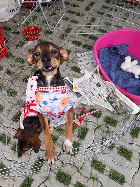 Foto 5 Esalpet Vila Izabel