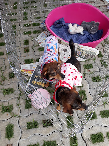 Foto 6 Esalpet Vila Izabel