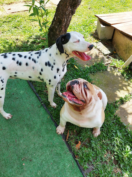 Foto 2 PetLeko Pet Shop