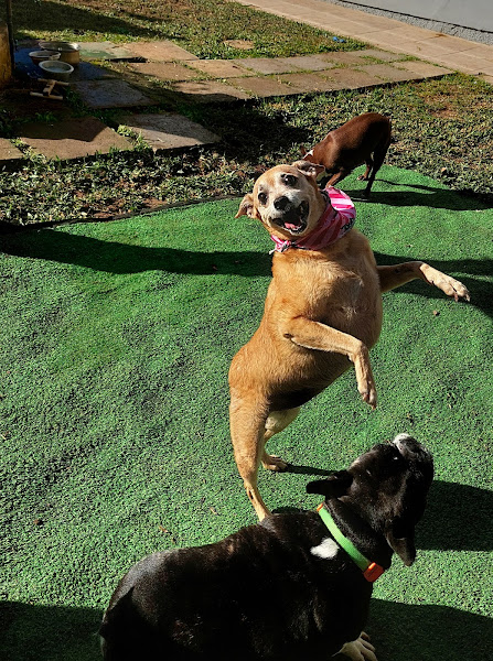 Foto 3 PetLeko Pet Shop