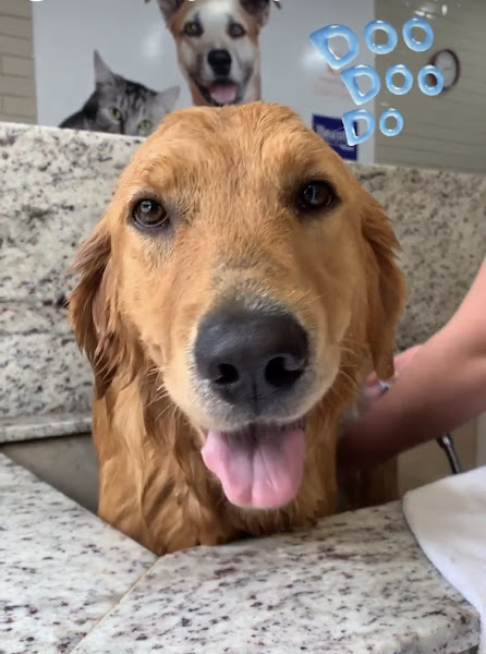 Foto 1 Pet Center Família Focinho