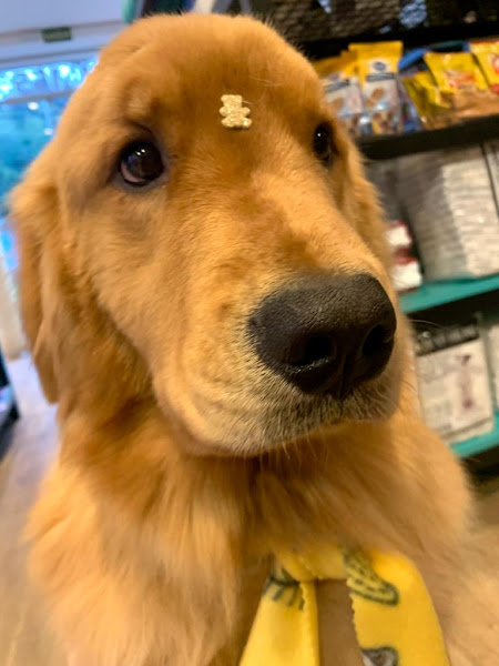 Foto 3 Pet Center Família Focinho