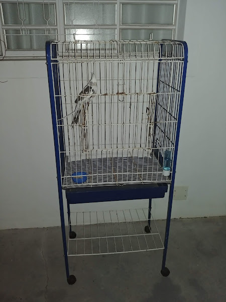 Foto 1 Aviario Calopsita