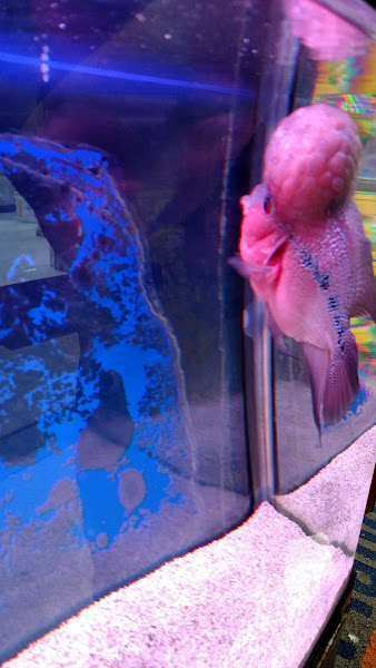 Foto 4 Petshop Rei do Kão