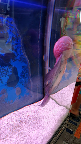 Foto 5 Petshop Rei do Kão