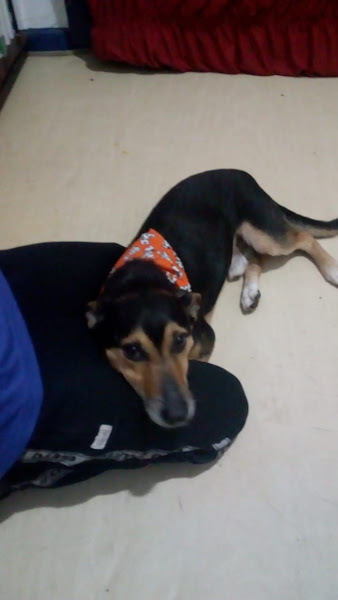 Foto 4 Point do Cão pet Shop