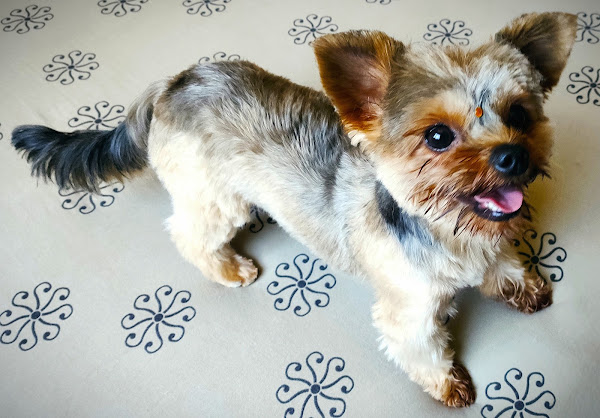 Foto 5 Pet Shop Ponto Animal