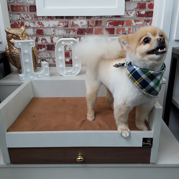 Foto 2 Sanhattan Pet Lifestyle