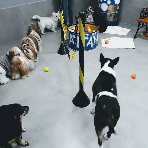 Foto 4 Sanhattan Pet Lifestyle