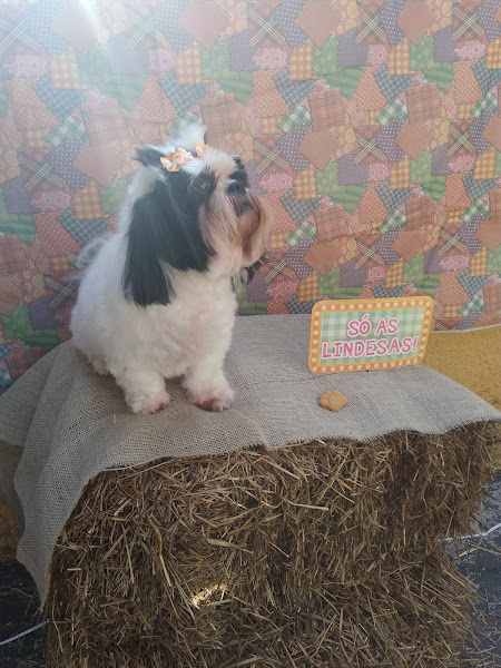 Foto 1 Pet Shop Guanabara