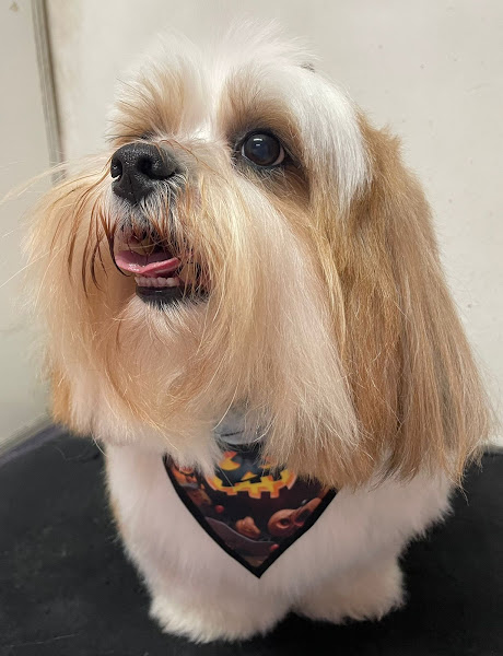 Foto 1 Petit Jolie Pet Shop e Consultório Veterinário