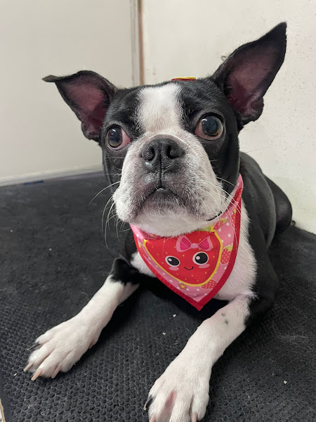 Foto 2 Petit Jolie Pet Shop e Consultório Veterinário