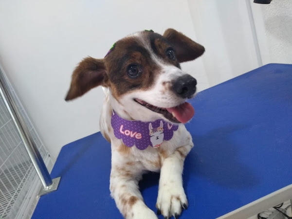 Foto 6 Dog Store - Pet Shop