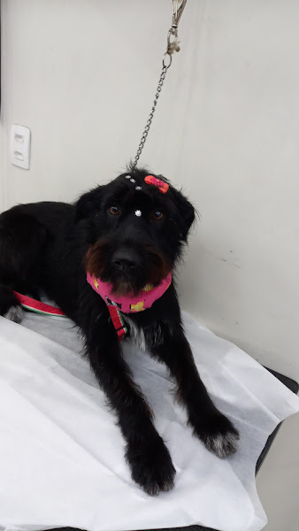 Foto 2 Pet Shop Sao Francisco