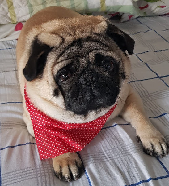 Foto 4 Pet Shop Sao Francisco