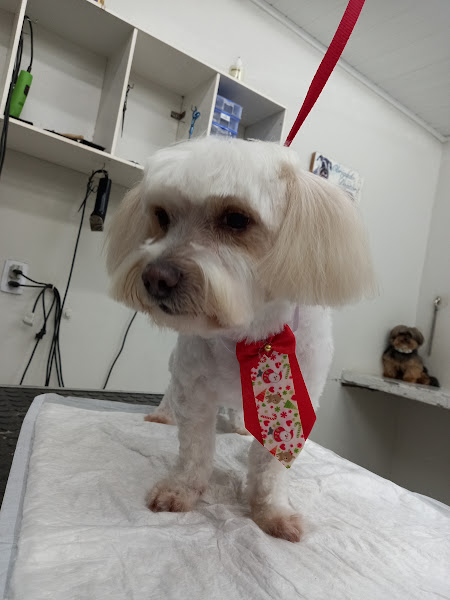 Foto 5 Pet Shop Sao Francisco