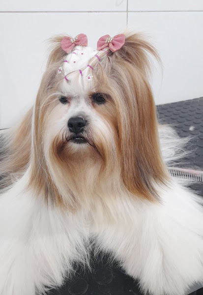 Foto 1 Pet Shop Bicho Alegre