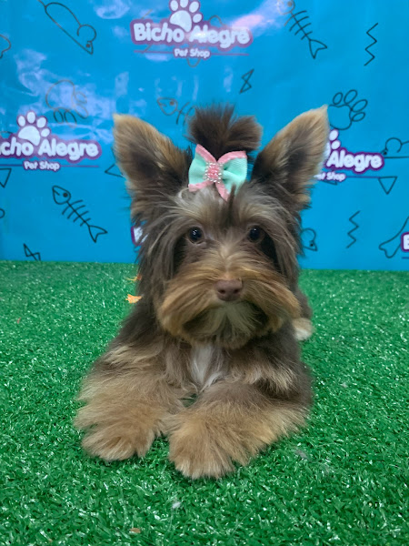 Foto 2 Pet Shop Bicho Alegre