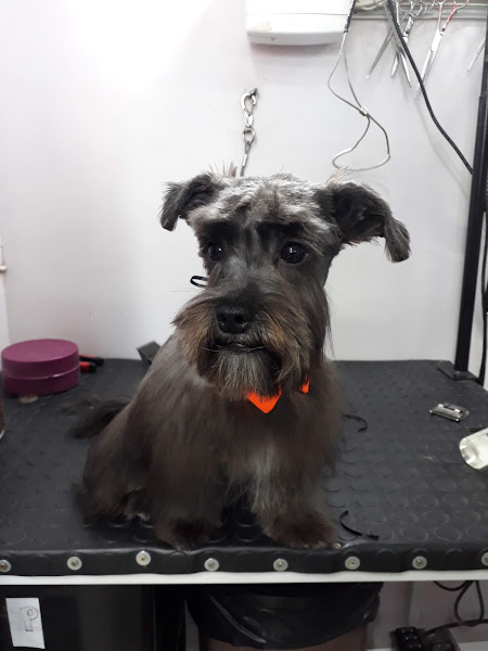 Foto 3 Pet Shop Bicho Alegre