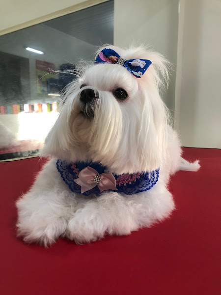 Foto 1 Star Show Pet Care