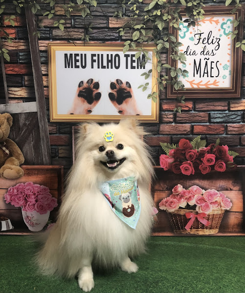 Foto 2 Star Show Pet Care