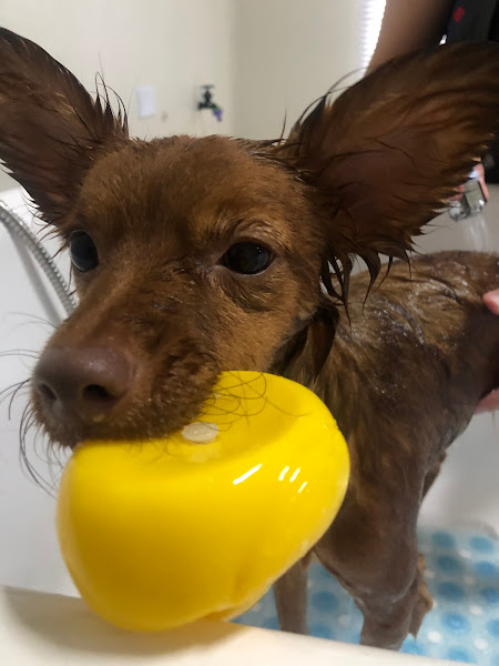 Foto 3 Star Show Pet Care