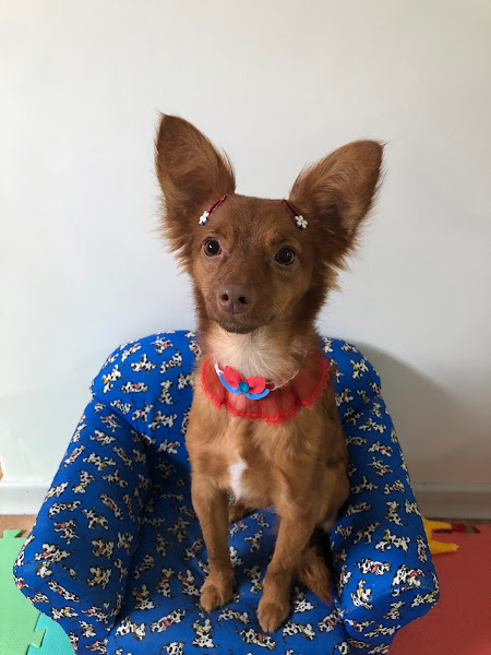 Foto 4 Star Show Pet Care